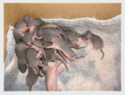 Wildlife Rehab